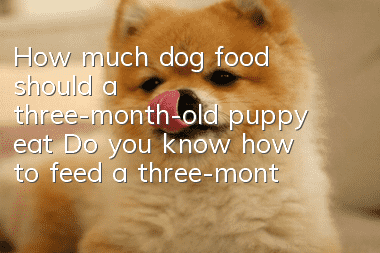 How much dog food should a three-month-old puppy eat? Do you know how to feed a three-month-old puppy?