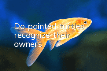 Do painted turtles recognize their owners?