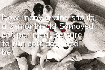 How many grains should a 2-month-old Samoyed eat per meal? Be sure to run soft dog food before feeding!