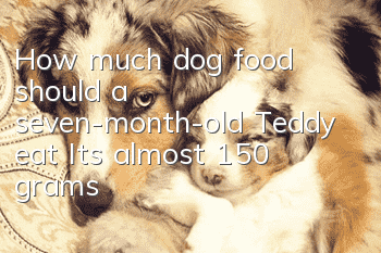 How much dog food should a seven-month-old Teddy eat? It’s almost 150 grams!