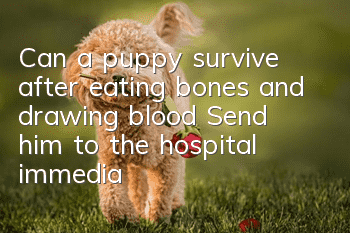 Can a puppy survive after eating bones and drawing blood? Send him to the hospital immediately to save his life!