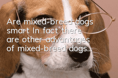 Are mixed-breed dogs smart? In fact, there are other advantages of mixed-breed dogs...