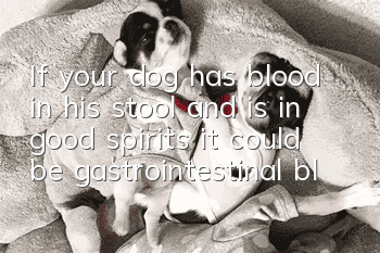 If your dog has blood in his stool and is in good spirits, it could be gastrointestinal bleeding!