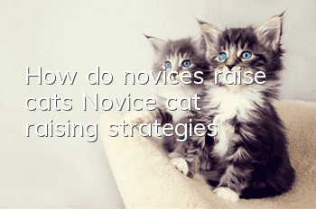 How do novices raise cats? Novice cat raising strategies!