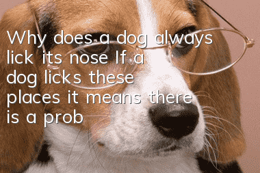 Why does a dog always lick its nose? If a dog licks these places, it means there is a problem!