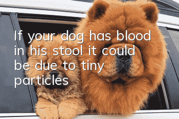 If your dog has blood in his stool, it could be due to tiny particles!