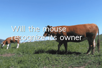 Will the mouse recognize its owner?