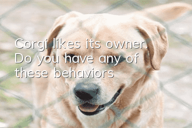 Corgi likes its owner. Do you have any of these behaviors?