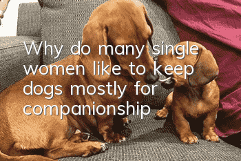 Why do many single women like to keep dogs, mostly for companionship?