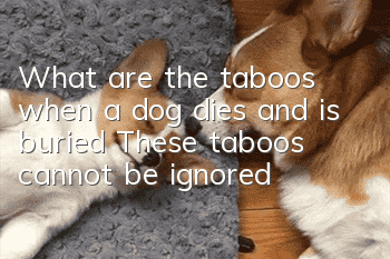 What are the taboos when a dog dies and is buried? These taboos cannot be ignored!