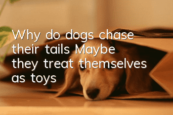 Why do dogs chase their tails? Maybe they treat themselves as toys!