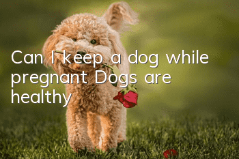 Can I keep a dog while pregnant? Dogs are healthy