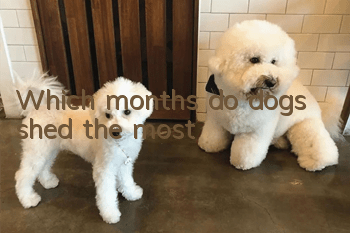 Which months do dogs shed the most?
