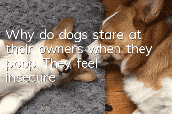 Why do dogs stare at their owners when they poop? They feel insecure!