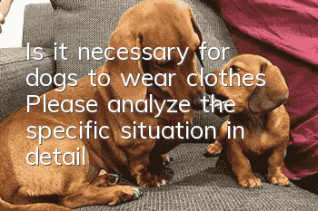 Is it necessary for dogs to wear clothes? Please analyze the specific situation in detail!