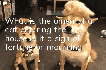 What is the omen of a cat entering the house? Is it a sign of fortune or mourning?