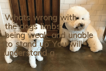 What's wrong with the dog's limbs being weak and unable to stand up? You will understand after reading it!
