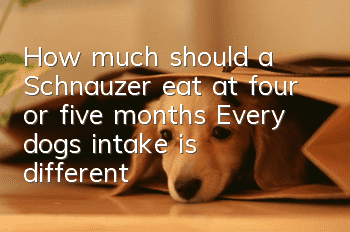 How much should a Schnauzer eat at four or five months? Every dog’s intake is different!