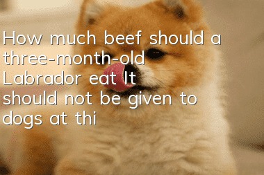 How much beef should a three-month-old Labrador eat? It should not be given to dogs at this stage.