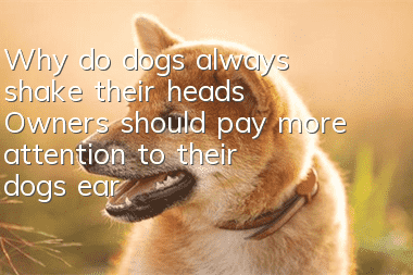 Why do dogs always shake their heads? Owners should pay more attention to their dogs’ ears!