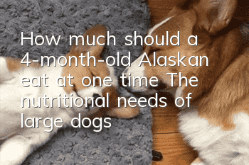 How much should a 4-month-old Alaskan eat at one time? The nutritional needs of large dogs are definitely relatively large!