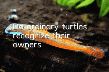 Do ordinary turtles recognize their owners?