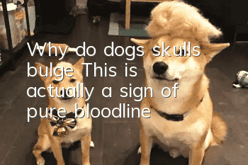 Why do dogs’ skulls bulge? This is actually a sign of pure bloodline