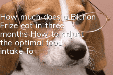 How much does a Bichon Frize eat in three months? How to adjust the optimal food intake for a dog?