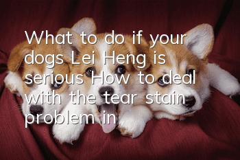 What to do if your dog’s Lei Heng is serious? How to deal with the tear stain problem in your dog?