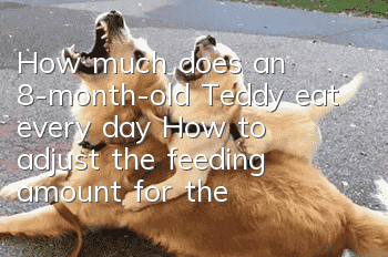 How much does an 8-month-old Teddy eat every day? How to adjust the feeding amount for the dog?