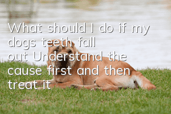What should I do if my dog’s teeth fall out? Understand the cause first and then treat it!