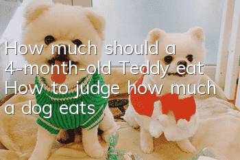 How much should a 4-month-old Teddy eat? How to judge how much a dog eats?