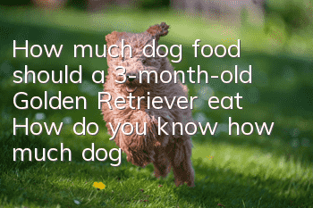 How much dog food should a 3-month-old Golden Retriever eat? How do you know how much dog food is needed?