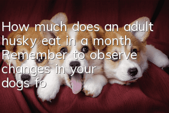 How much does an adult husky eat in a month? Remember to observe changes in your dog’s food intake at any time
