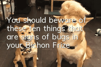 You should beware of these ten things that are signs of bugs in your Bichon Frize!