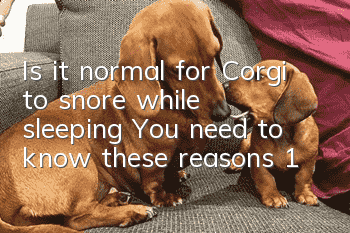 Is it normal for Corgi to snore while sleeping? You need to know these reasons 1