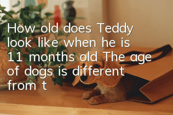 How old does Teddy look like when he is 11 months old? The age of dogs is different from that of humans.