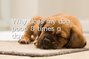 Why does my dog ​​poop 8 times a day?