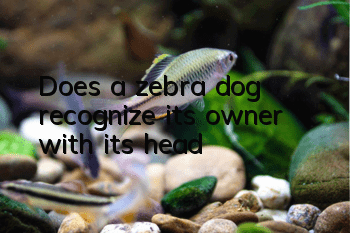 Does a zebra dog recognize its owner with its head?