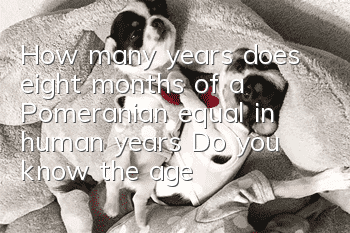 How many years does eight months of a Pomeranian equal in human years? Do you know the age conversion between dogs and humans?