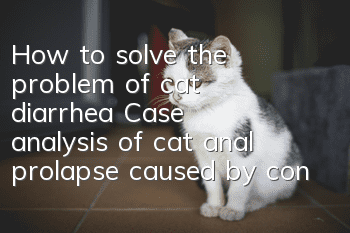 How to solve the problem of cat diarrhea? Case analysis of cat anal prolapse caused by constipation!