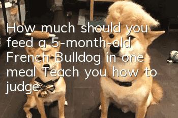 How much should you feed a 5-month-old French Bulldog in one meal? Teach you how to judge whether the dog is full.