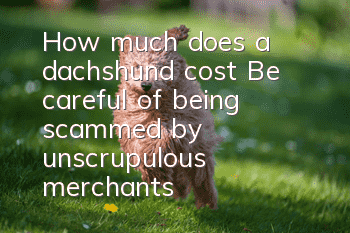 How much does a dachshund cost? Be careful of being scammed by unscrupulous merchants!