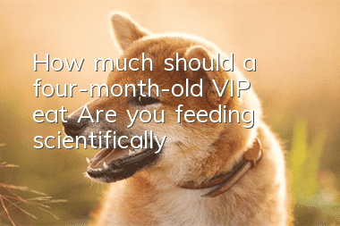 How much should a four-month-old VIP eat? Are you feeding scientifically?