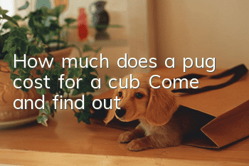 How much does a pug cost for a cub? Come and find out!