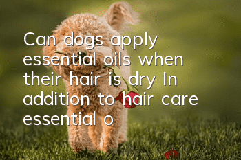 Can dogs apply essential oils when their hair is dry? In addition to hair care essential oils, what else should you know?