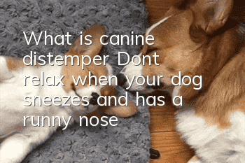 What is canine distemper? Don’t relax when your dog sneezes and has a runny nose!