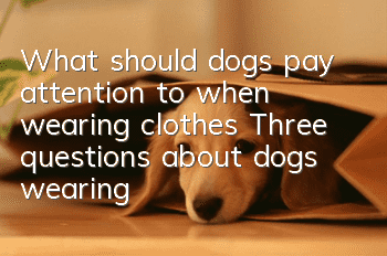 What should dogs pay attention to when wearing clothes? Three questions about dogs wearing clothes