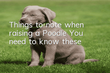 Things to note when raising a Poodle: You need to know these!