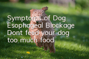 Symptoms of Dog Esophageal Blockage Don’t feed your dog too much food!